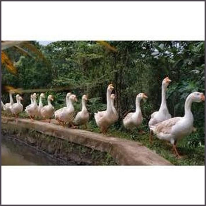 

FRESHH TELUR FERTIL ANGSA SOANG SWAN PUTIH JUMBO UNTUK DI TETASKAN TERBARU