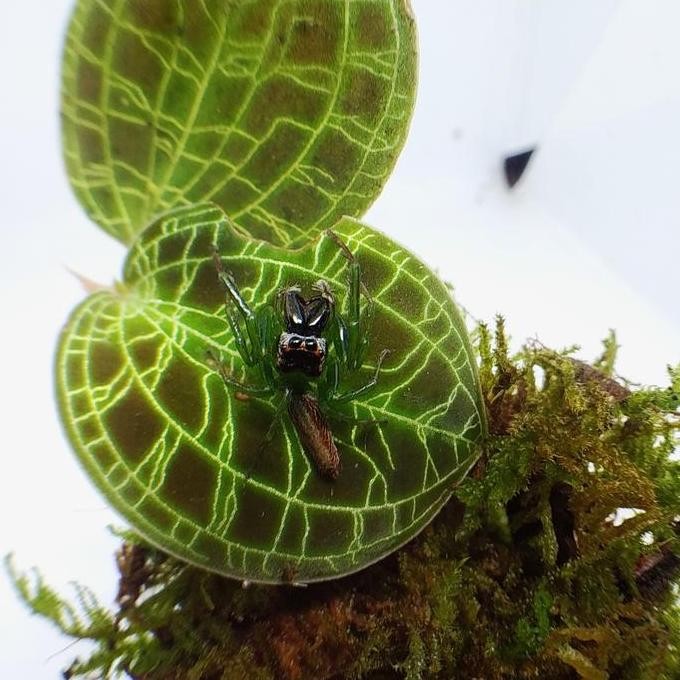 green jumping spider