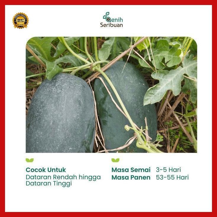 (Terbaru) Benih Buah Semangka Inul Merah Jumbo F1 Hibrida Premium - Benih Seribuan Bestseller