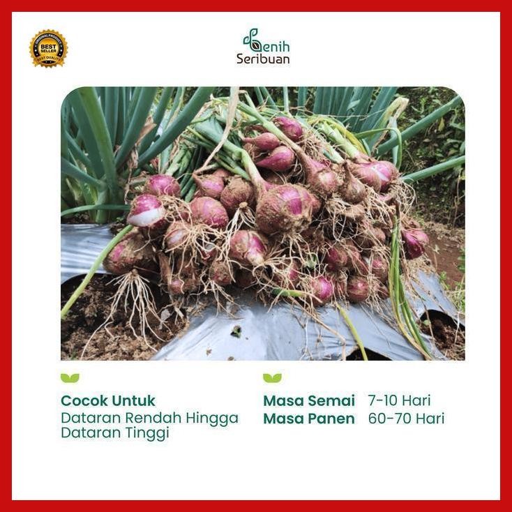 

(Best Saller) Benih Bawang Merah - Benih Sayuran Seribuan Bestseller
