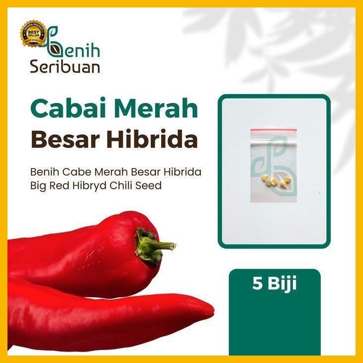 (Promo) 5 Bibit Cabe Merah Besar Hibrida Darmais Benih Cabai Buah Lebat Besar Bestseller