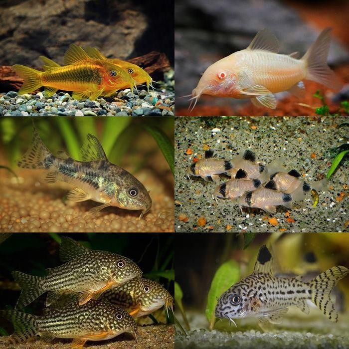 RA Corydoras Catfish - Ikan Hias Pembersih Aquascape