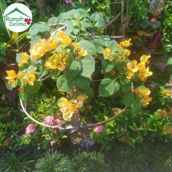 Tanaman Bougenville rimbun/ Bougenville bunga tumpuk pink