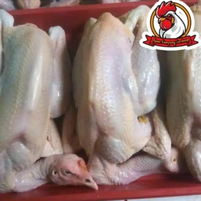 

AYAM KAMPUNG MEDIUM 800-900 gr