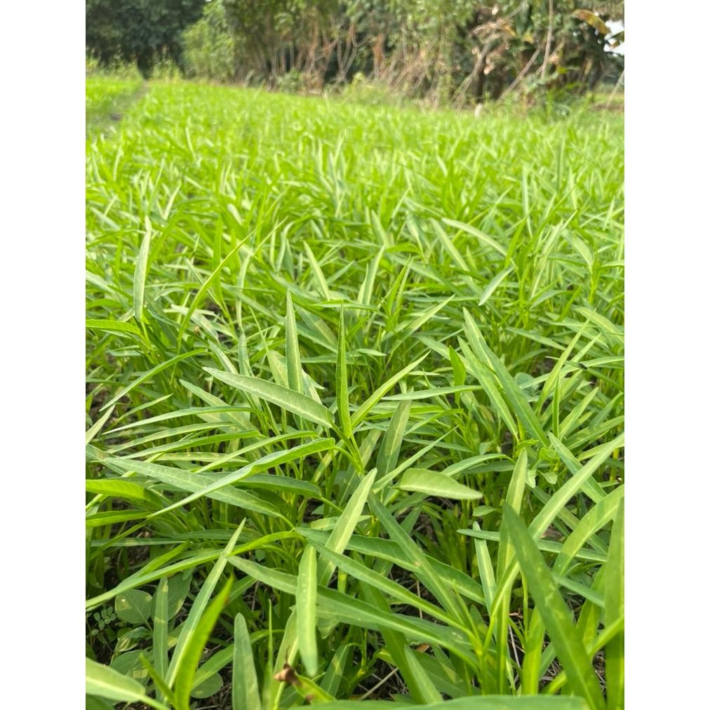 Benih/Bibit Kangkung Daun Sempit Kiloan 1Kg Super Bersih