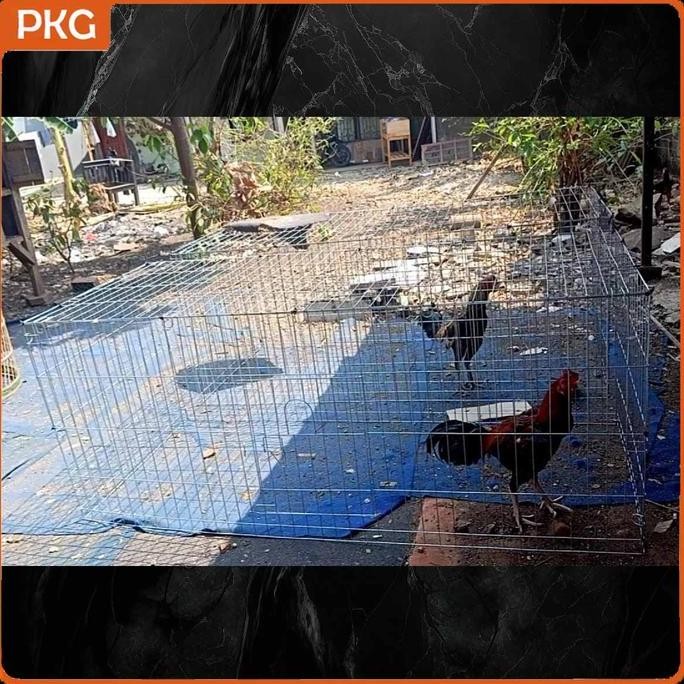 Kandang Ayam Umbaran Besi Galvanis Jumbo 200x100x100, Kurungan Umbaran Ayam Jago Bangkok Bongkar Pas