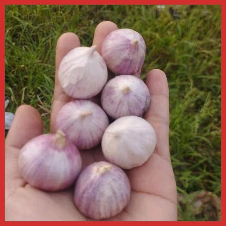 

SALE BAWANG LANANG BAWANG PUTIH TUNGGAL [BUMBU OLAHAN MAKANAN]