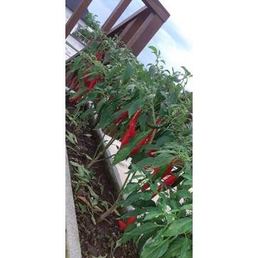 Promo Cod Benih Cabe Benih Bibit Cabai Rawit Konsumsi Benih Cabe Merah Besar Keriting Rawit Hijau ..