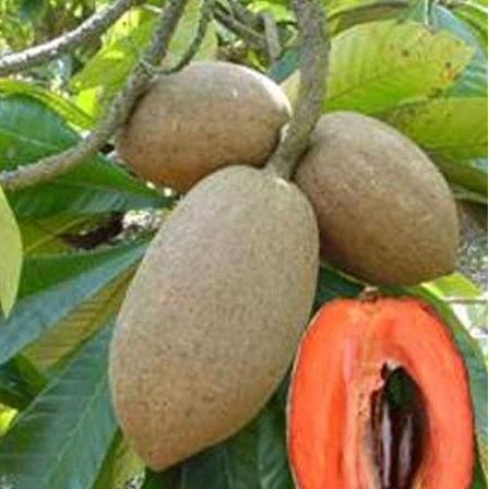 bibit tanaman buah mamey sapote mudah berbuah