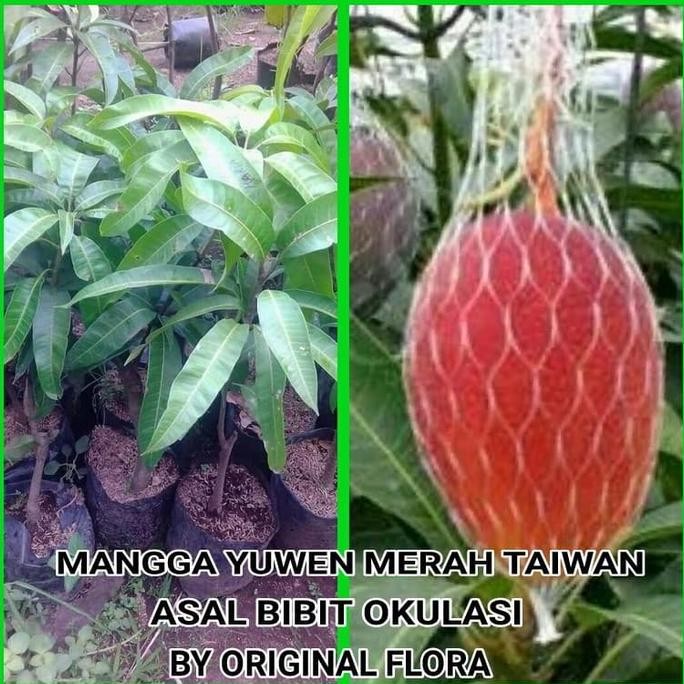 Bibit Mangga Yuwen Pohon Mangga Bibit Buah Mangga Yu Wen Taiwan Merah