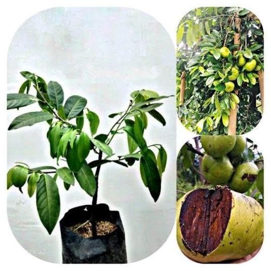 Benih Bibit Tanaman Buah Black Sapote Unggulan - Cepat Berbuah