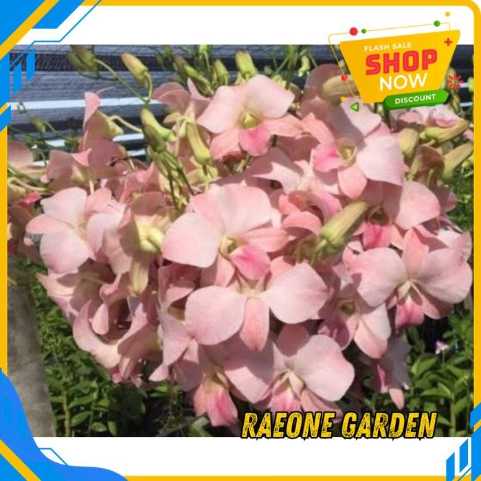 ANGGREK BULAN PUTIH HIDUP SEGAR ANGGREK PEACH REMAJA TERMURAH