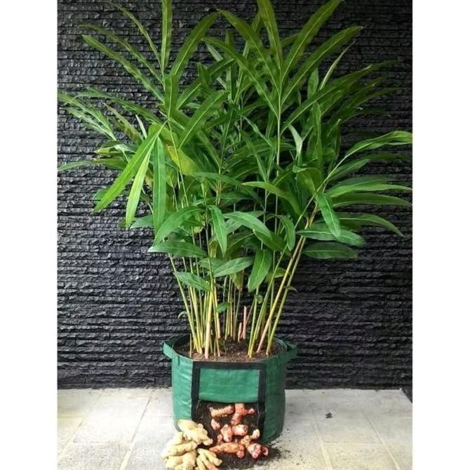 Easy Grow Rhizoma Planter Bag Jahe