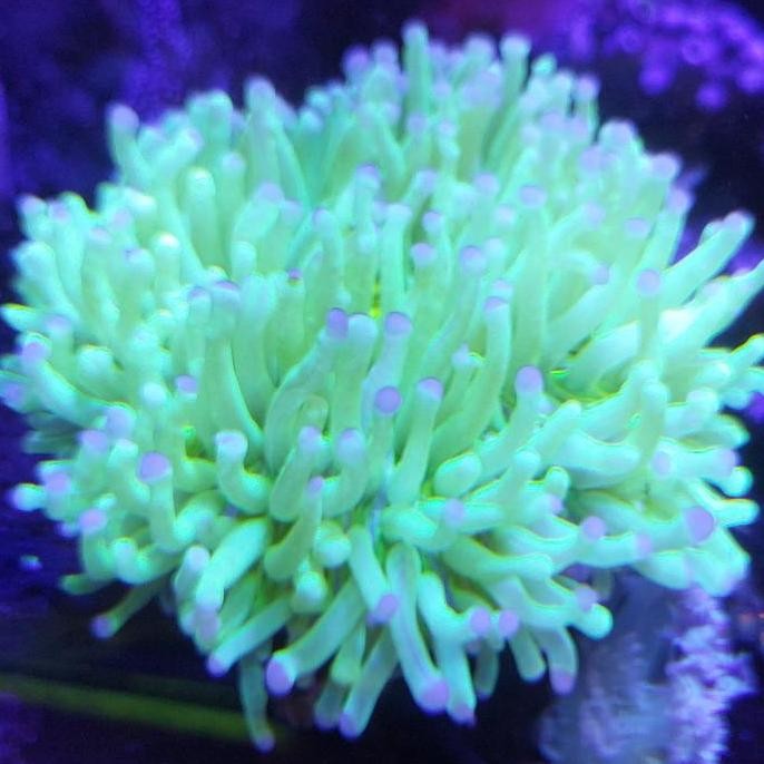 Coral Anemon Piring Hijau Tip Ungu Size S