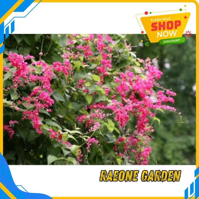 ANGGREK BULAN PUTIH HIDUP SEGAR BIJI BUNGA AIR MATA PENGANTIN 60BIJI DIJAMIN GRATIS ONGKIR