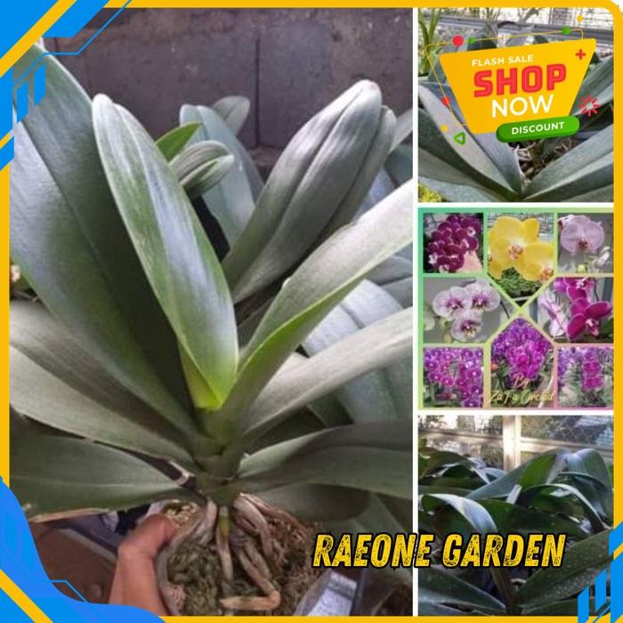 TANAMAN ANGGREK MINI POT ANGBUL RANDOM TERJAMIN BEST