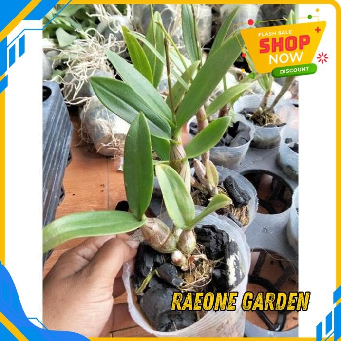 ANGGREK DENDRO SPIKE JENIS MINI TERBAIK