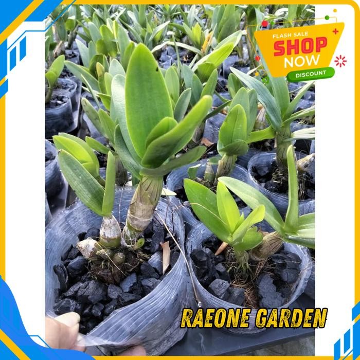 ANGGREK BULAN PUTIH HIDUP SEGAR ANGGREK DENDROSALAYA PINK DEWASA MINI DIJAMIN GRATIS ONGKIR
