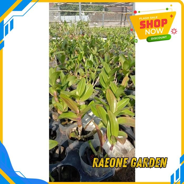 ANGGREK BULAN PUTIH HIDUP SEGAR ANGGREK ERSAKUL DG TERBAIK