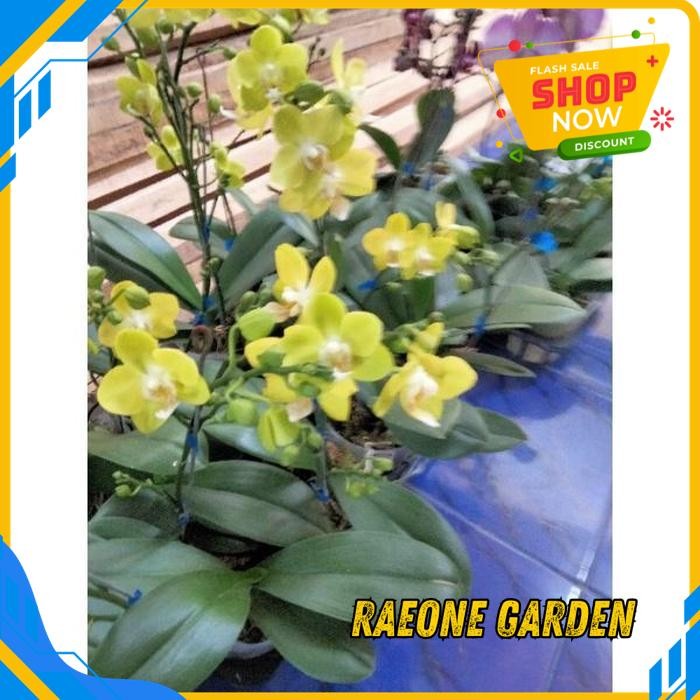 BUNGA ANGGREK BULAN MINI MEKAR SPIKE KENOP PREMIUM TERMURAH