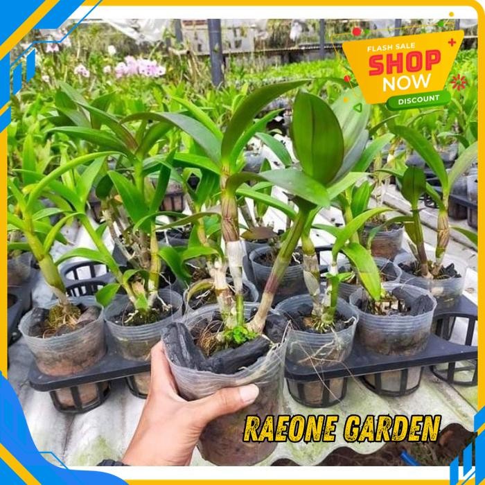 ANGGREK BULAN PUTIH HIDUP SEGAR ANGGREK DENDRO CAESAR RED SIAP BUNGA KUALITAS TERBAIK