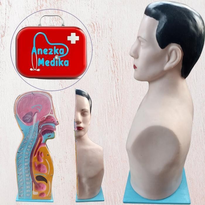 PHANTOM/MANIKIN/MANEKIN/NGT SETENGAH BADAN