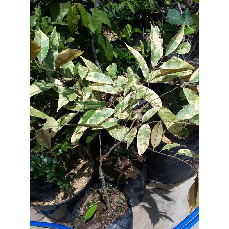 Tanaman bibit buah langka genitu-kenitu-sawo durian varigata