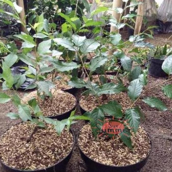 Bibit Tanaman hias sakura Jepang asli % bergaransi keaslian