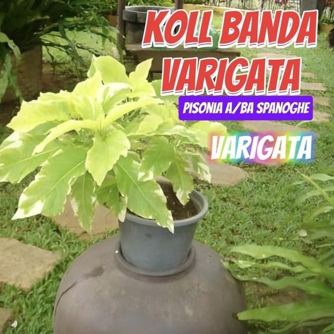 KOL BANDA VARIGATA TANAMAN HIAS INDAH KUNING NGEJRENG HIAS TAMAN LANDSCAPE TERAS INDOR OUTDOR BIBIT 