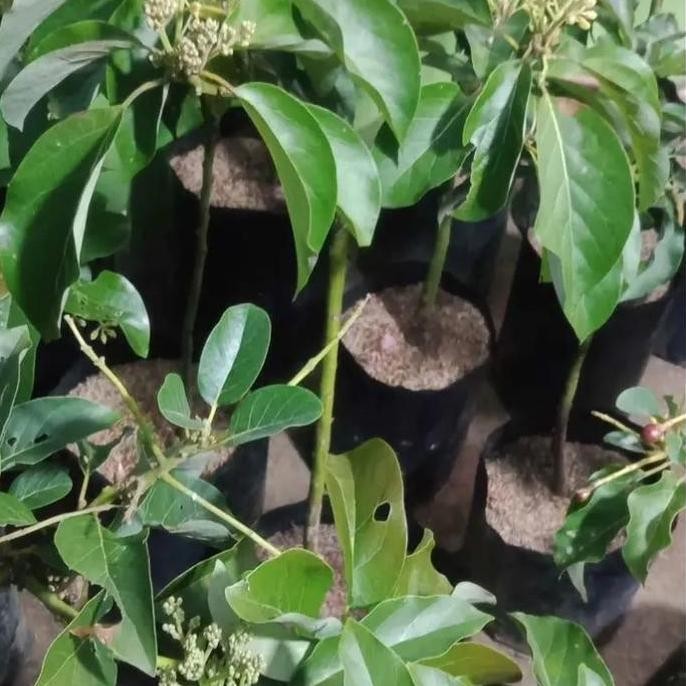 Tanaman Bibit Buah Alpukat Sudah Berbuah Dan Berbunga