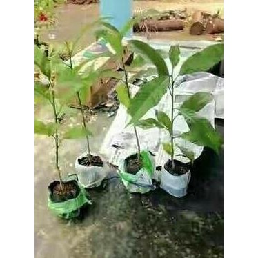 Bibit Tanaman Hias Bunga Kantil Merah (Langka)