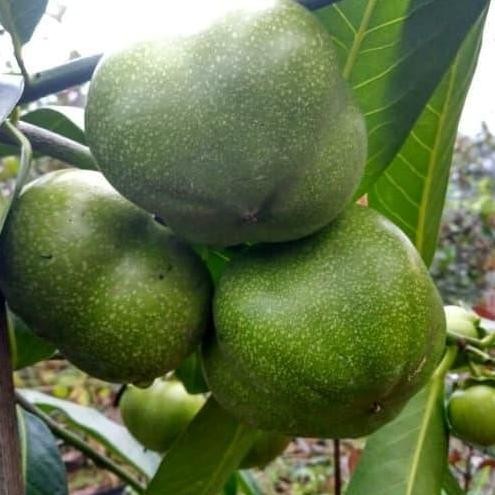 Bibit Tanaman Buah Black Sapote Jumbo
