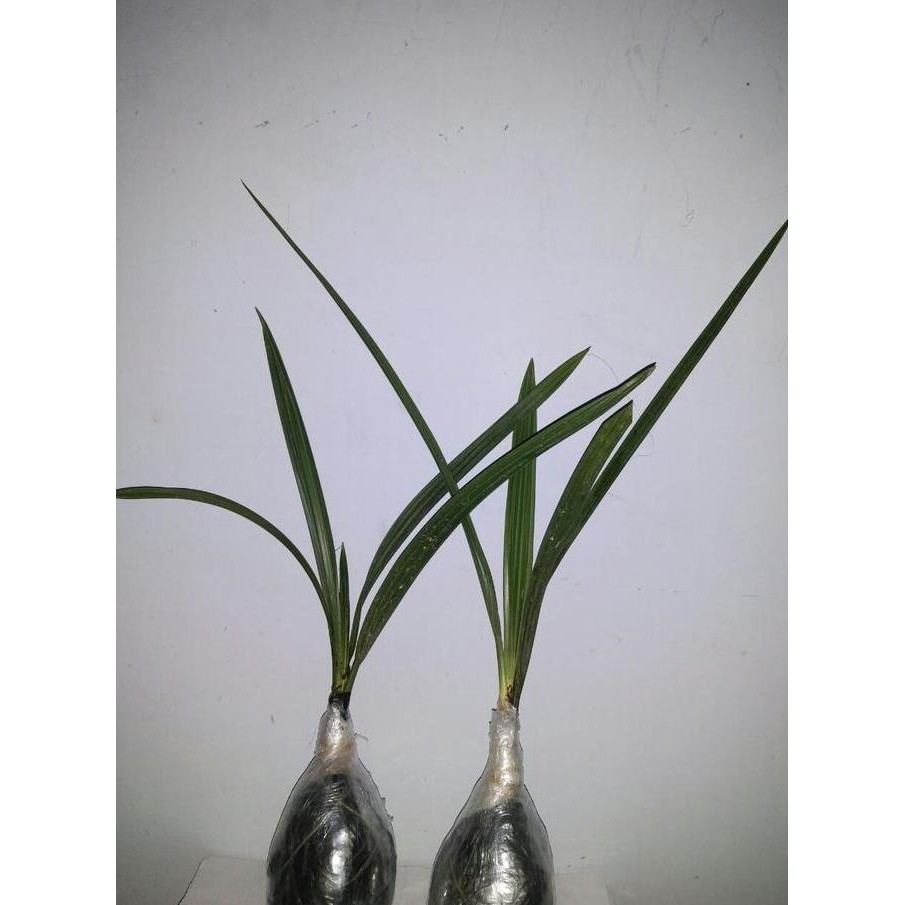 Tanaman Bibit Kurma KL.1 Thailand