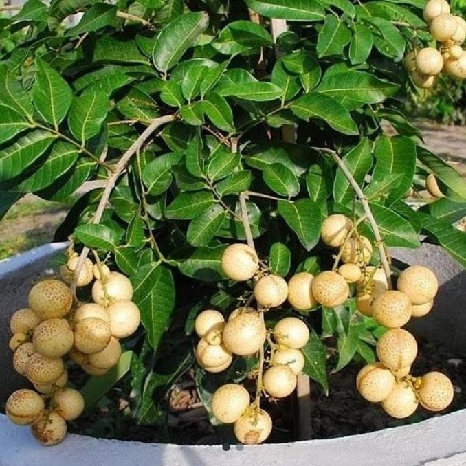 bibit tanaman kelengkeng matalada kondisi berbunga tinggi 1 meter