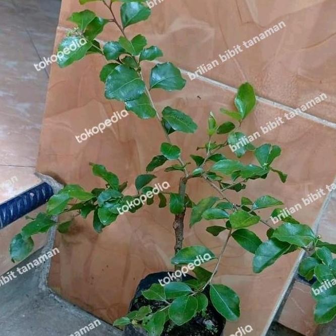 fresh bibit tanaman buah Cerry Jepang-bibit pohon ceri jepang-tanaman PREMIUM