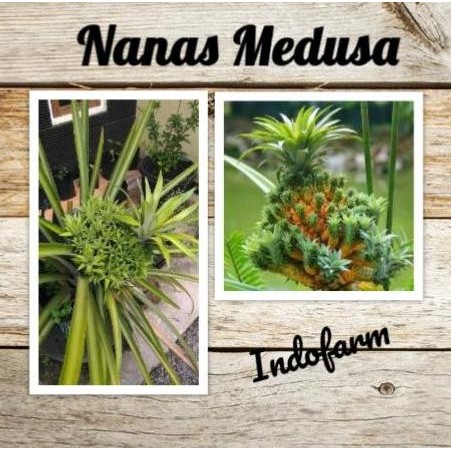 Tanaman Bibit Buah Nanas Medusa