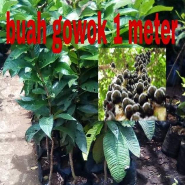 Bibit Buah Gowok Super Okulasi 1 Meter // Buah Gowok // Gowok // Bibit Gowok Super