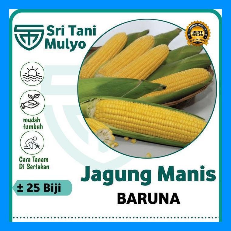 [Cod] - 25 Biji - Benih Jagung Manis Jaguar F1 - Bibit Sayuran Benih Sayuran Jagung Madu Jagung Kuni