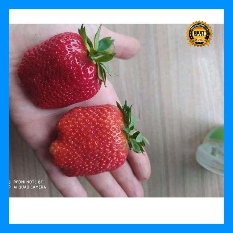 [Cod] - 10 Biji - Benih Strawberry Merah Jumbo - Bibit Stroberi Unggulan - Benih Buah Strawberi Mani