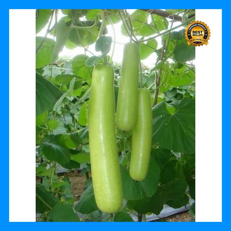 [Cod] - 3 Biji - Benih Labu Siam Balistik - Labu Air Labu Panjang Labu Hijau