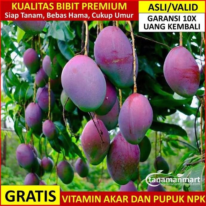 Promo Bibit Mangga Irwin Asli Bergaransi, Pohon Mangga Valid Cangkok COD