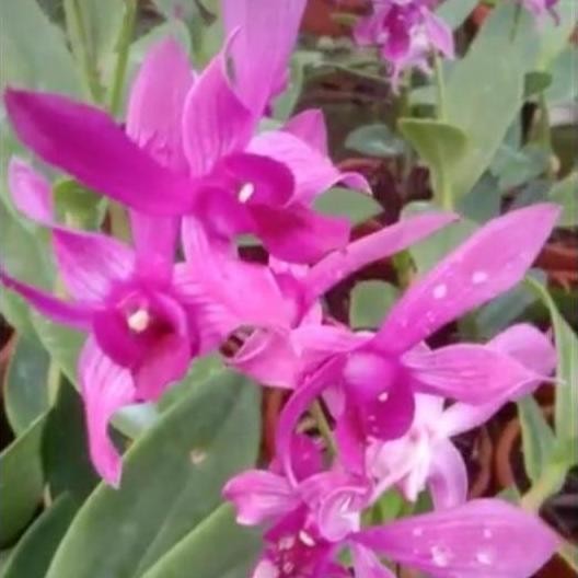 Promo Anggrek Dendrobium Caesar Red X Caesar Warawan dewasa spike knop COD