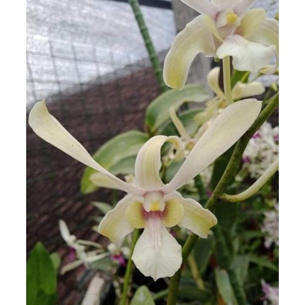 Promo Anggrek dendrobium keki capung kalimantan COD