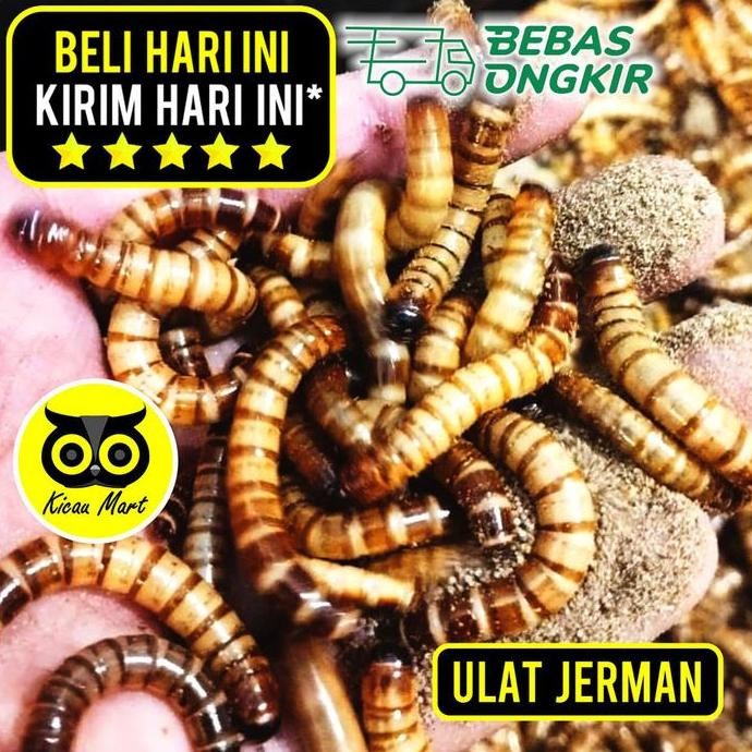 ------] KICAU MART Ulat Jerman Pakan Makanan Harian Burung Ternak Lomba Burung Kicau