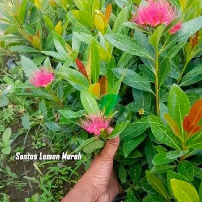 Paket 2 Bibit Tanaman Bunga Santos Lemon Kuning - Santos Lemon Merah - Bunga Santos Kuning - Bunga S