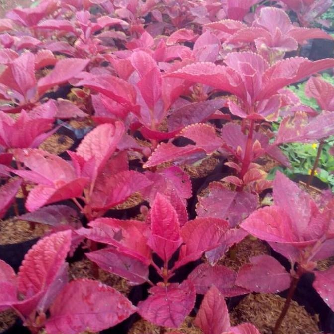 Tanaman Miana Merah Bayam - Miana Merah
