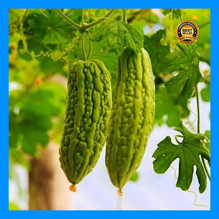 [Cod] - 4 Biji - Benih Pare Paria Raden F1 - Panah Merah / Biji Pare / Bibit Pare / Benih Sayur / Ta