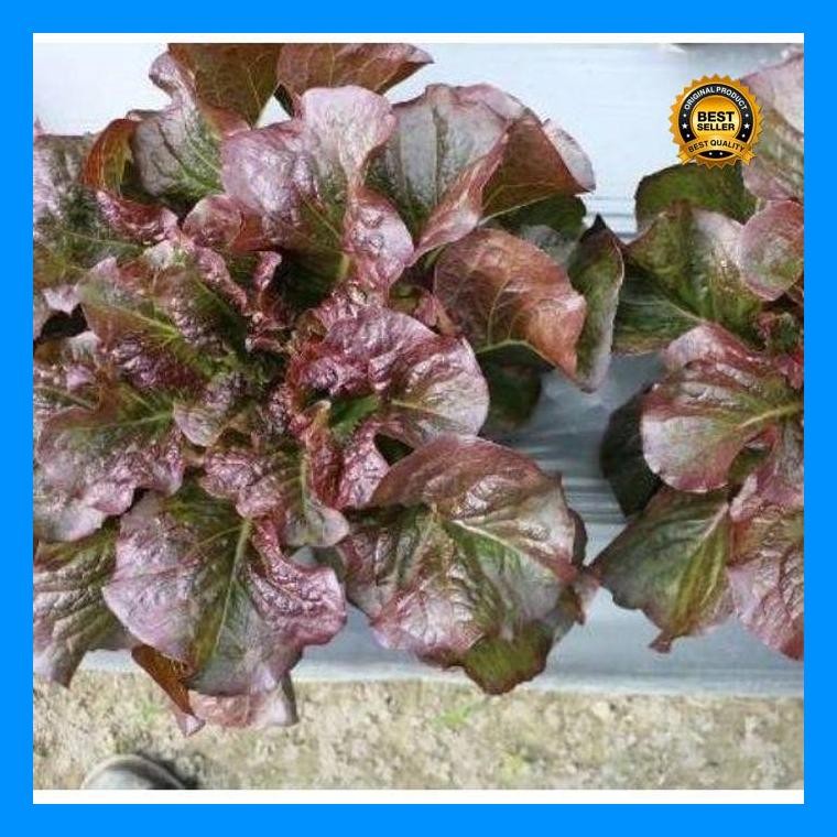 [Cod] - 130 Biji - Benih Selada Merah Import Chloe Red - Benih Selada Lettuce