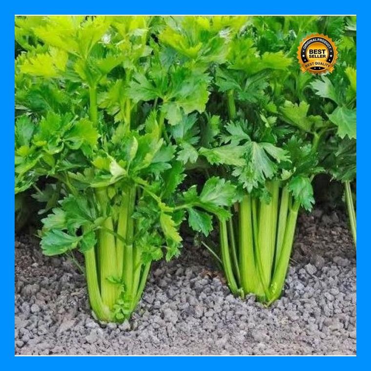 [Cod] - 400 Biji - Benih Seledri Import Celery Cut Green / Bibit Tanaman Sayur
