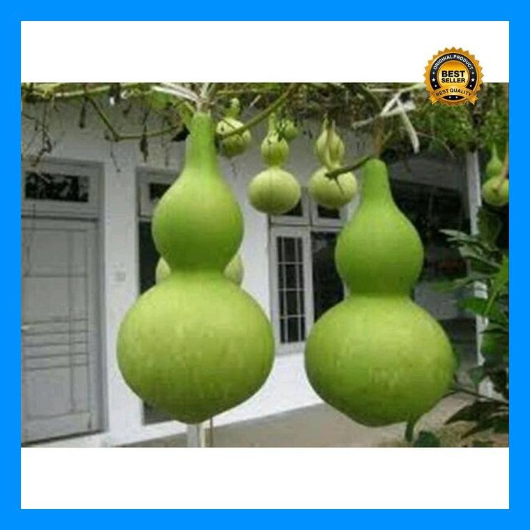 [Cod] - Benih Labu Botol / Labu Kendi Squash - Bibit Labu Air - Bibit Buah
